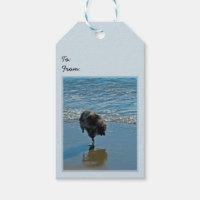 Keeshond Ballet Photographie - Joli chien d'origin