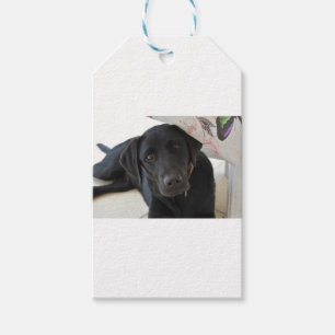 Étiquettes-cadeau Labrador retriever noir personnalisable