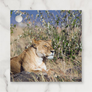 Étiquettes Cadeau Lioness resting