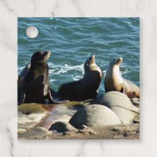 Étiquettes Cadeau Lions de la mer de San Diego