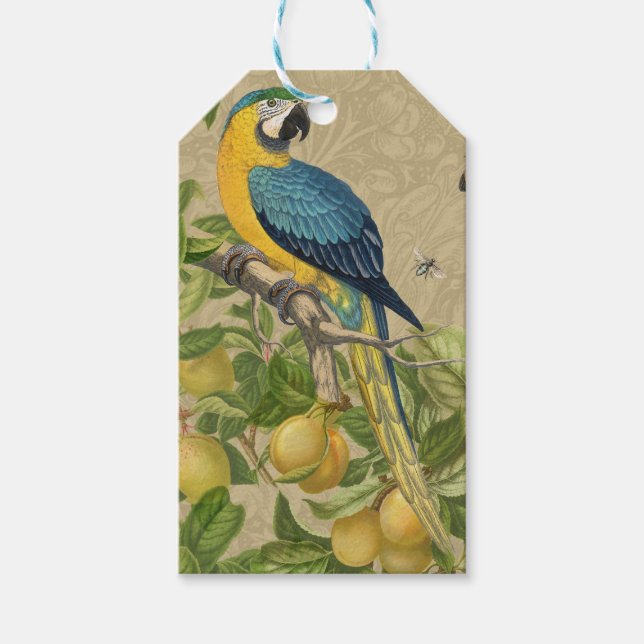 Étiquettes-cadeau Macaw Blue Jaune Tropical Jungle Antique (Devant)