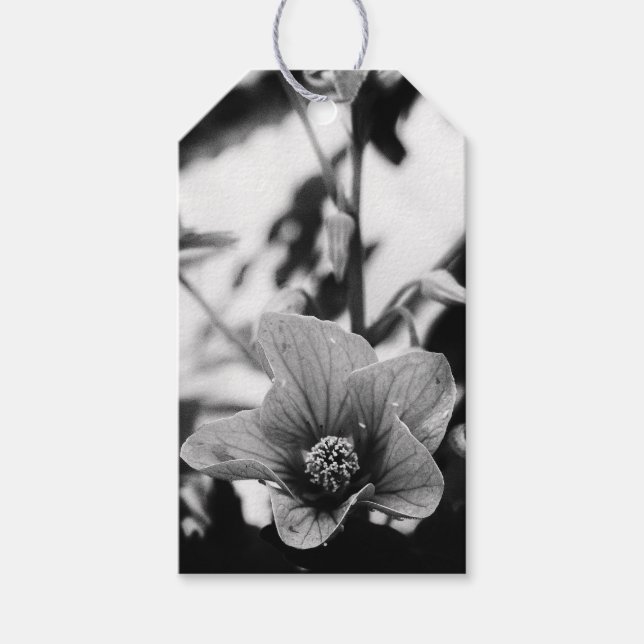 Étiquettes-cadeau Noir et blanc Abutilon Pictum Flower Anniversaire (Devant)