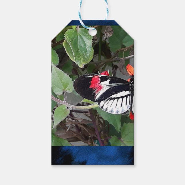 Étiquettes-cadeau Papillon queue de zèbre (Devant)