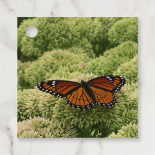 Étiquettes Cadeau Papillon Viceroy Belle photographie de la nature