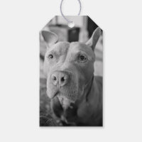 Photographie d'amour Pit Bull