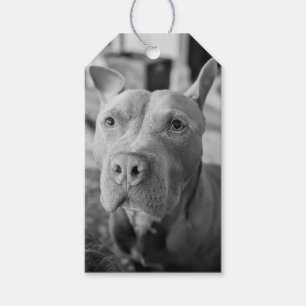 Étiquettes-cadeau Photographie d'amour Pit Bull