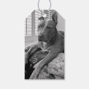 Étiquettes-cadeau Photographie d'amour Pit Bull