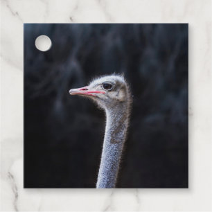 Étiquettes Cadeau Photographie d'autruche