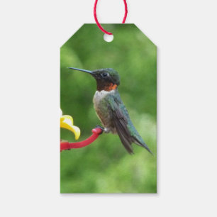Étiquettes-cadeau Photographie d'oiseau de colibri à gorge rubis