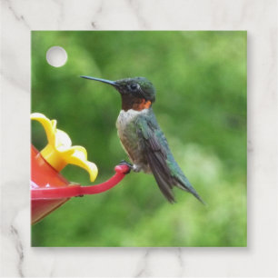 Étiquettes Cadeau Photographie d'oiseau de colibri à gorge rubis