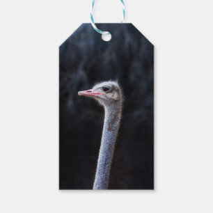 Étiquettes-cadeau portrait d'autruche
