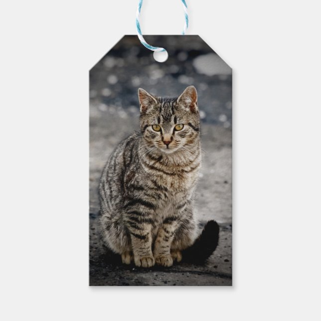 Étiquettes-cadeau Portrait d'un chat (Devant)