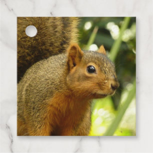 Étiquettes Cadeau Portrait d'un écureuil Nature Animal Photographie