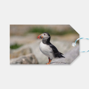 Étiquettes-cadeau Puffin Atlantique en Machias, Maine