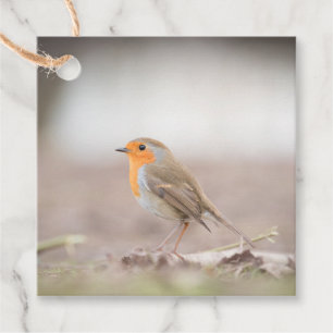 Étiquettes Cadeau Robin Bird Nature Photo
