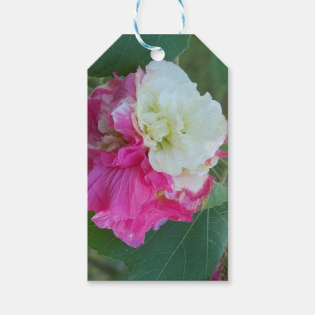 Étiquettes-cadeau rose et blanc changeable hibiscus bloom (Devant)