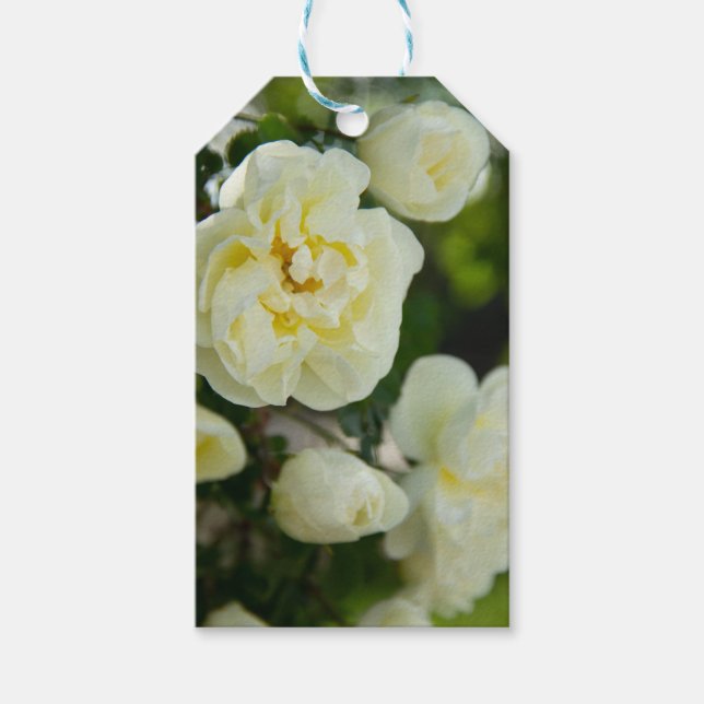 Étiquettes-cadeau Roses blanches mignonnes pour positives (Devant)