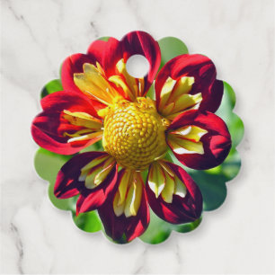 ÉTIQUETTES CADEAU SCARLET ET JAUNE "STARSISTER" DAHLIA AVEC SCALLO