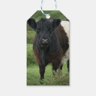 Étiquettes-cadeau Sticker à vaches galloway ceinturé