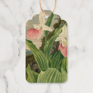 Étiquettes Cadeaux Cypripède Pink Lady Fleur Orchidée Botanique Vinta