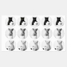Chats curieux esthétiques explorant du papier toil