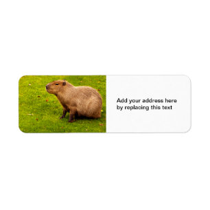 Étiquettes d'adresse de retour de capybara