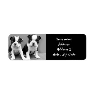 Étiquettes de adresse de Boston Terrier Puppies