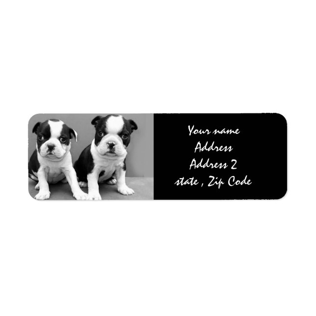 Étiquettes de adresse de Boston Terrier Puppies (Devant)