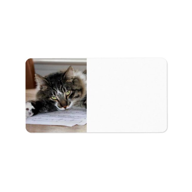 Étiquettes de adresse de chats musicaux (Devant)