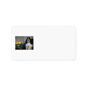 Étiquettes de adresse de springer spaniel