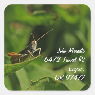 étiquettes de adresse du cricket