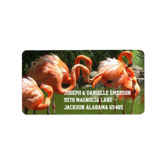 Étiquettes de adresse Flamants roses roses
