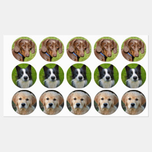 Étiquettes de chiens