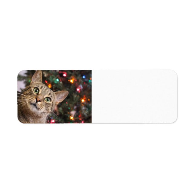 Étiquettes de retour de chats de Noël (Devant)