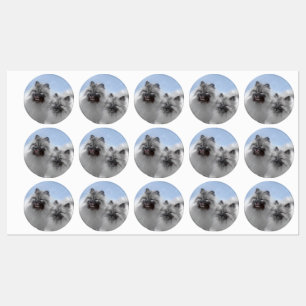 Étiquettes Keeshond Paire de Kees Peinture Art animal origina