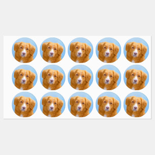 Étiquettes Nouvelle-Écosse Peinture de chien pour l'essayeur