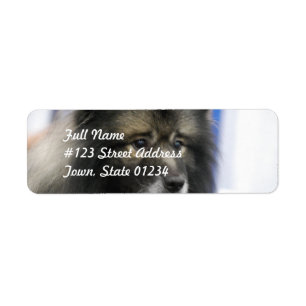 Étiquettes postales de Keeshond