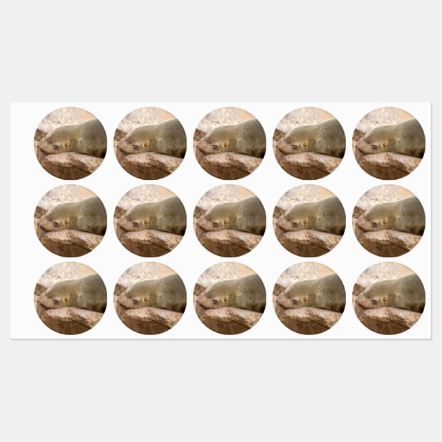 Étiquettes Young sea lion (Feuille)