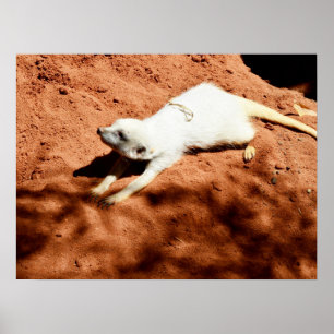 Étirement Meerkat Blanc, Poster