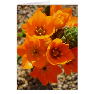 Étoile orange sud-africaine