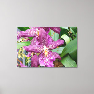 Étoile orchidées toile étirée