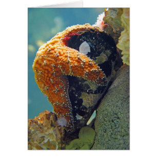 Étoiles de mer - carte