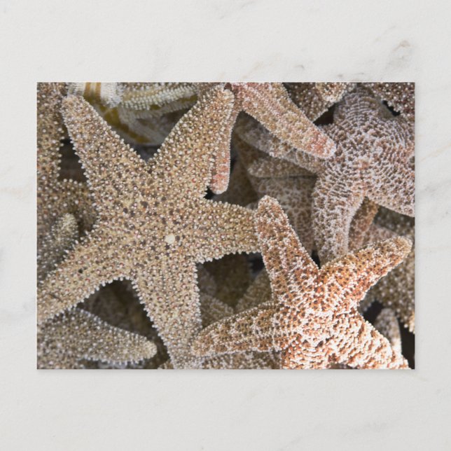 Étoiles de mer tout autour carte postale (Devant)