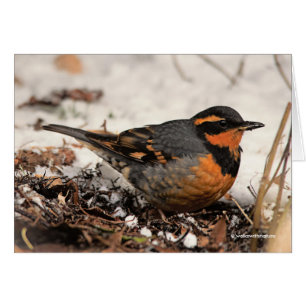 Étonnant oiseau-chanteur à la grive variée dans la