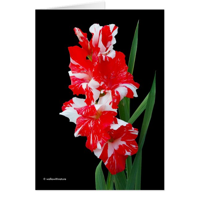 Étonnante Lys d'épée de Gladiolus rouge et blanc (Devant)