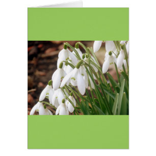 Étonnantes chutes de neige de printemps