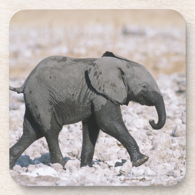 Etosha Nationalpark, Namibia Untersetzer (Vorderseite)