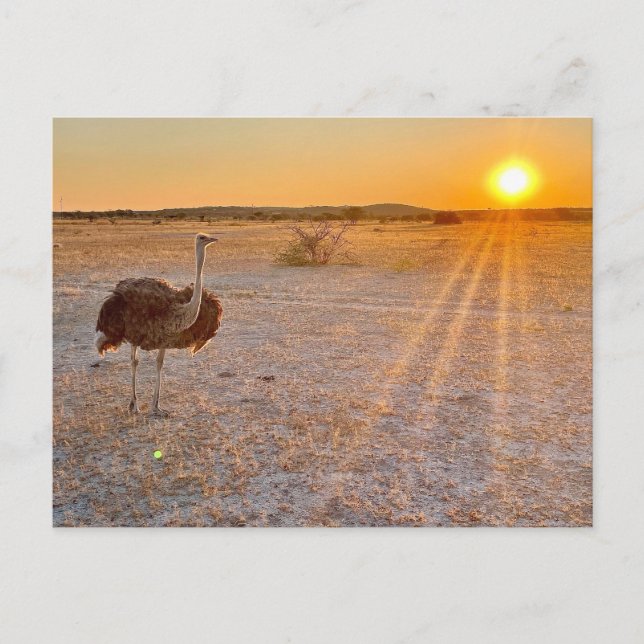 etosha ostrich postkarte (Vorderseite)