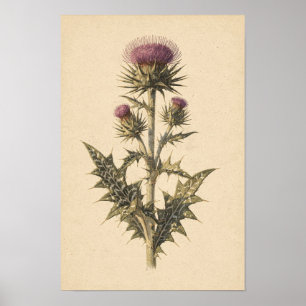Étude botanique de Chardon-Marie   Affiche 12 × 18