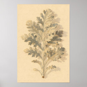 Étude botanique de Dusty Miller – Affiche 12 x 18